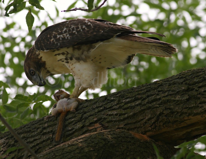 Red-tailed Hawk with chipmunk