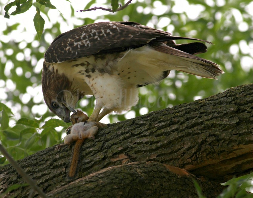 Red-tailed Hawk with chipmunk