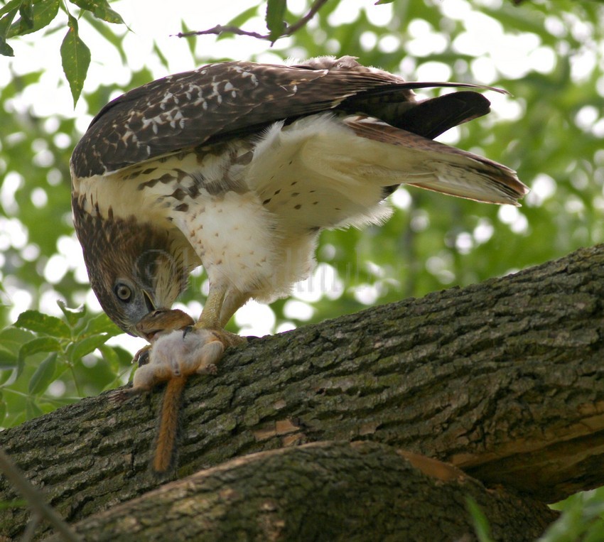 Red-tailed Hawk with chipmunk