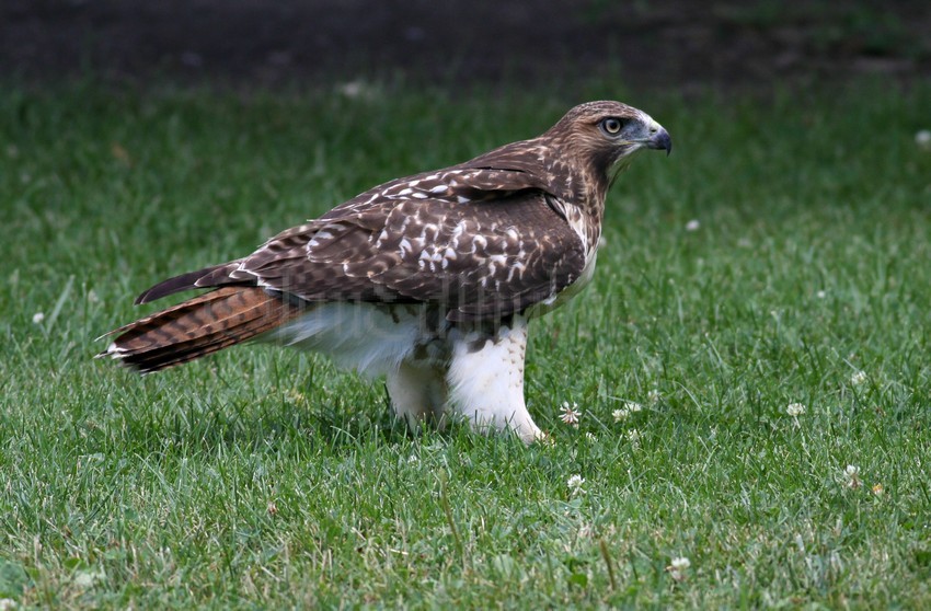 I observed the Red-tailed Hawk tossing around what looked like a piece of root, flying a couple feet off the ground and pouncing on it