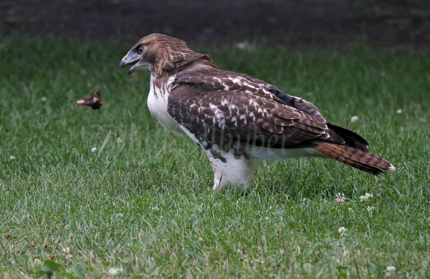 I observed the Red-tailed Hawk tossing around what looked like a piece of root, flying a couple feet off the ground and pouncing on it