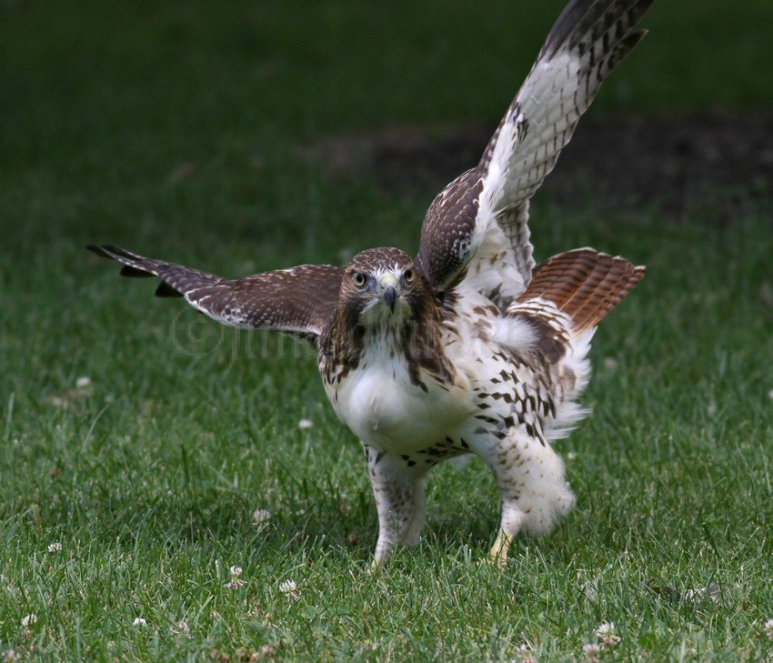 Flying up and then pouncing