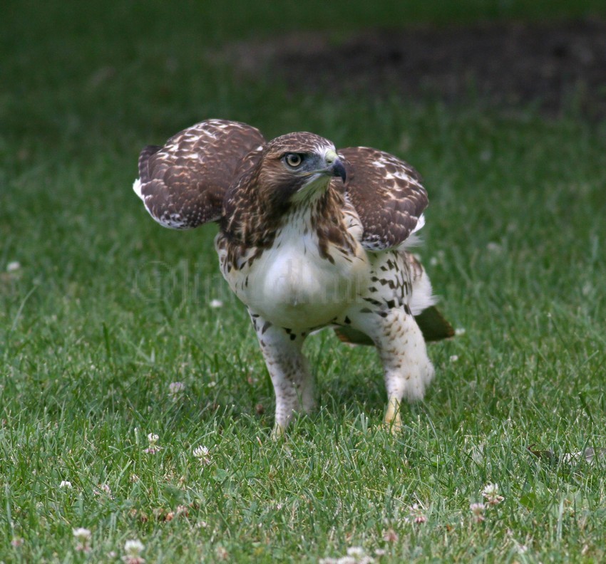 flying up and pouncing