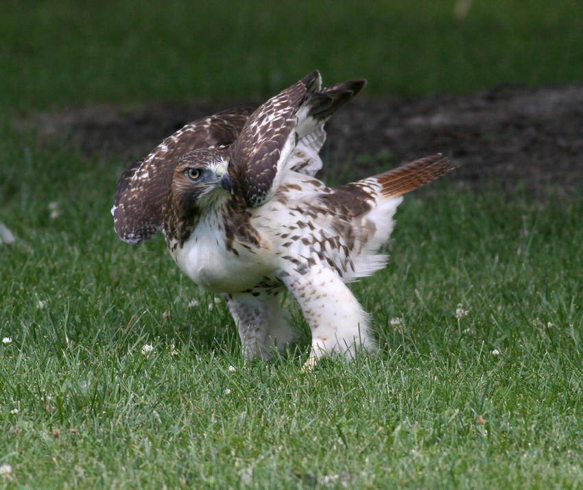 Just pouncing around