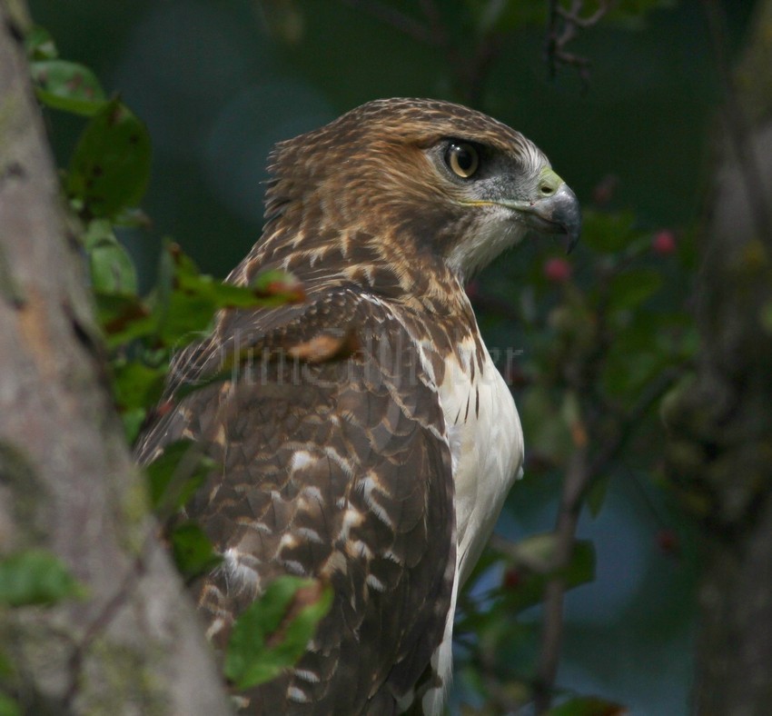 Red-tailed Hawk waiting for the chipmunk!
