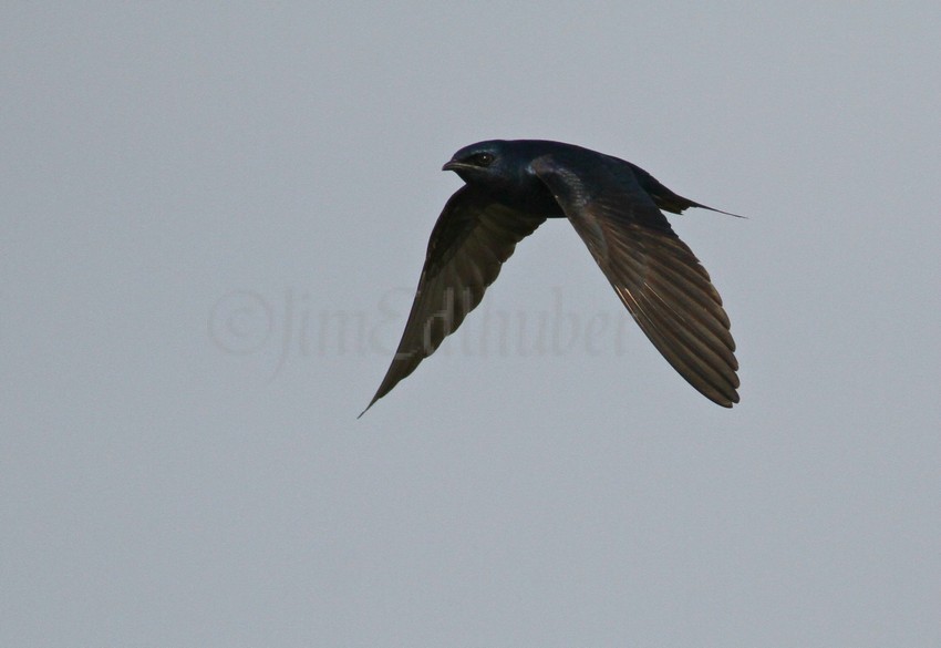 Purple Martin, adult