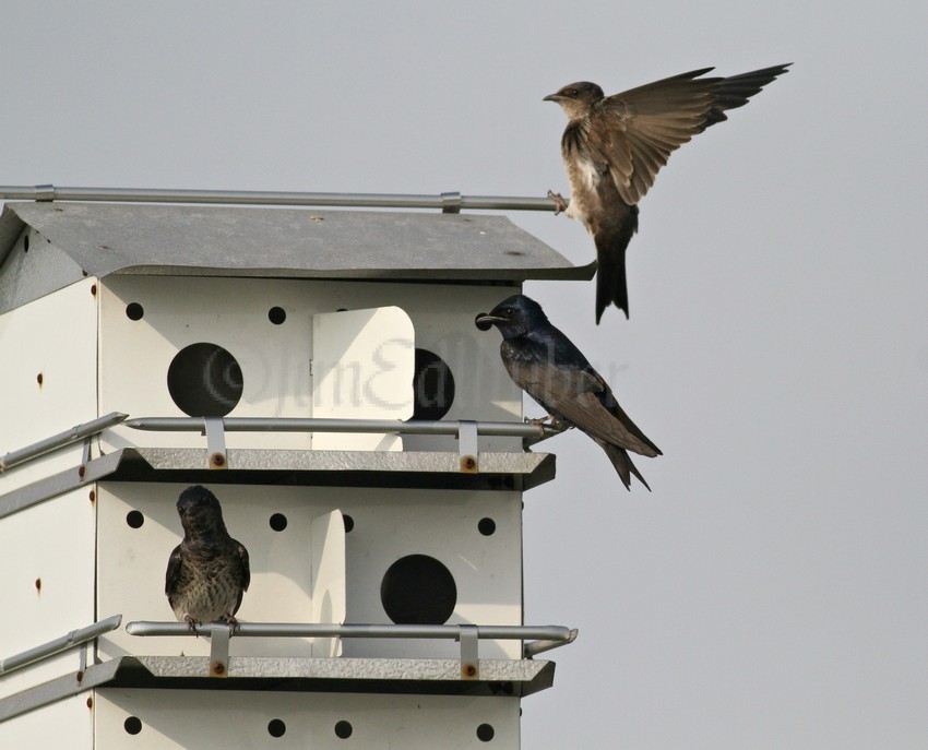 Purple Martin, adults male and female with young?