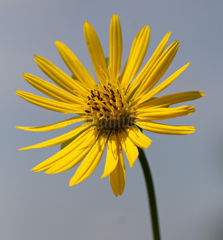 Prairie Dock, Silphium terebinthinaceum