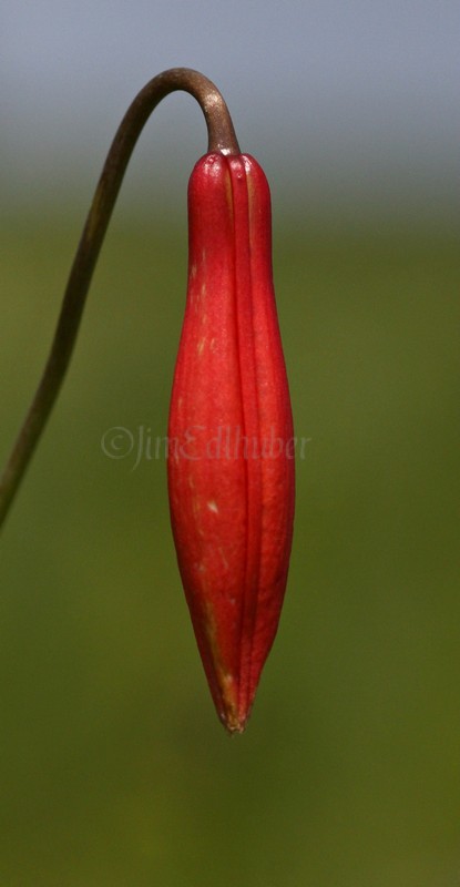 The bud of the Turk's cap Lily, Lilium michiganense