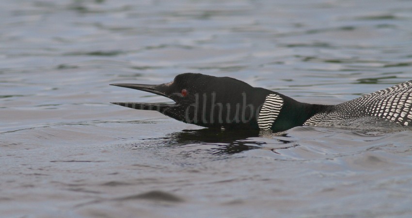 This adult doing the YODEL call. Moments before a different adult was calling  from a distant location and could not be seen. These 2 adults layed very low in the water almost appeared as they were trying to hide but being on alert. 