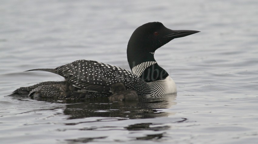 Adult Common Loon with a chick under the adult wing. I observed 2 chicks under the wings of an adult for well over an hour and I could not see them until the came out, amazing!