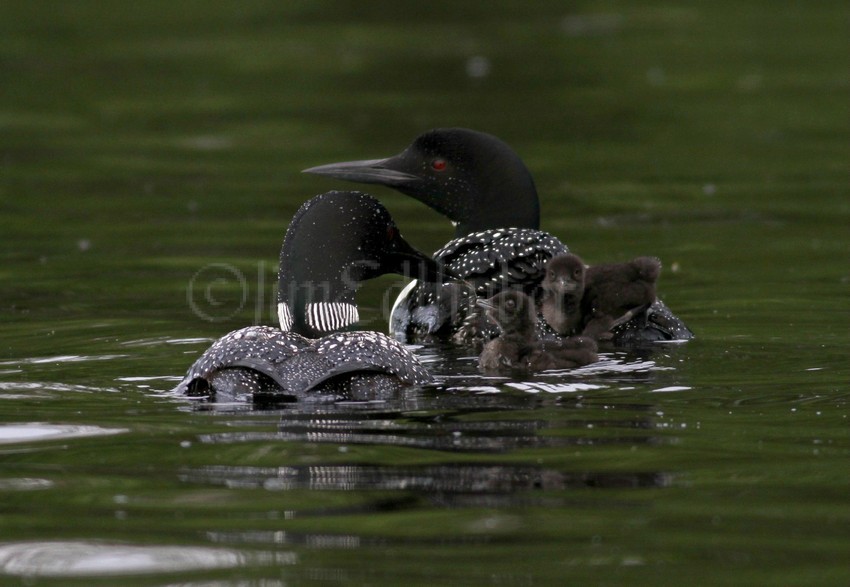 Common Loon family with 2 chicks, one feeding