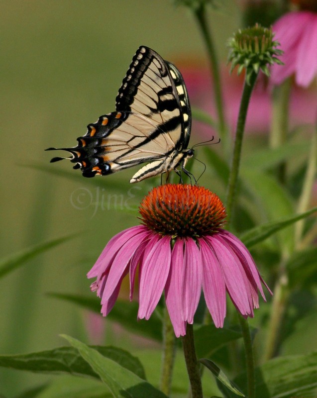 Eastern Tiger Swallowtail on Purple Coneflower