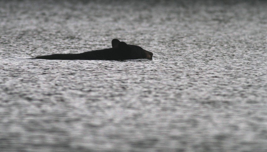 Black Bear swimming across a channel