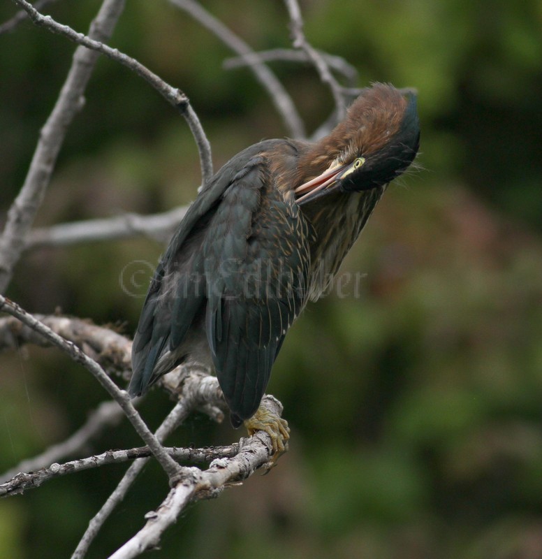 Green Heron, juv, preening