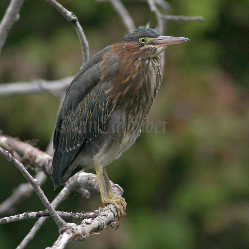 Green Heron, juv