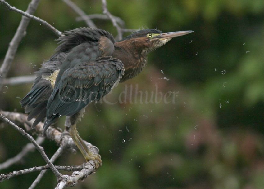 Green Heron, juv, shaking off!