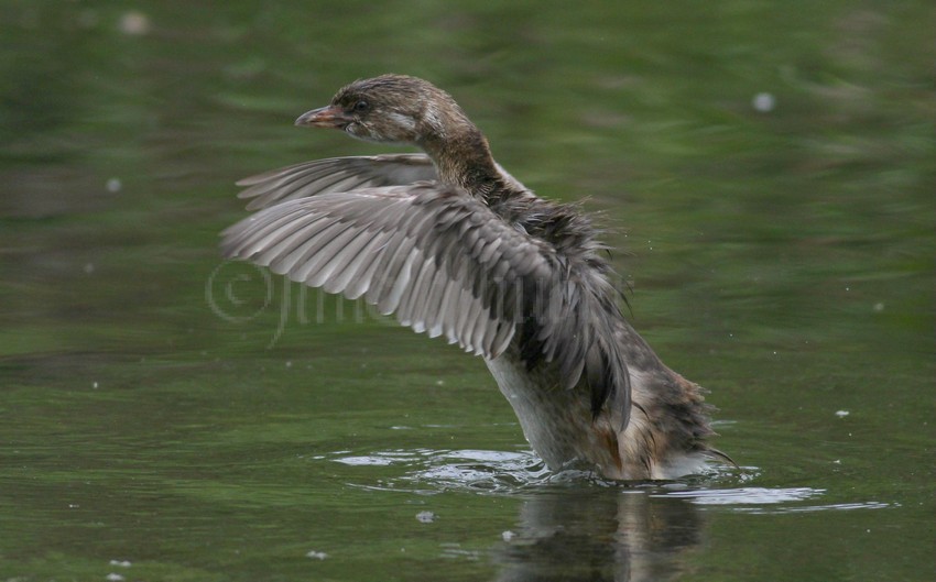 Pied-billed Grebe, juv, stretching