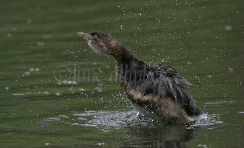 Pied-billed Grebe, adult shaking off!