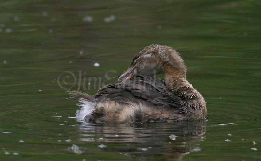 Pied-billed Grebe, preening