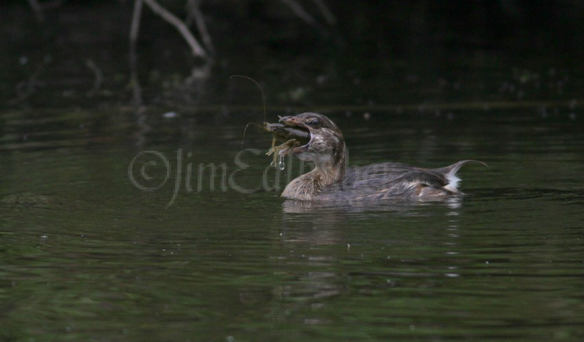 Pied-billed Grebe juv. eating a crayfish