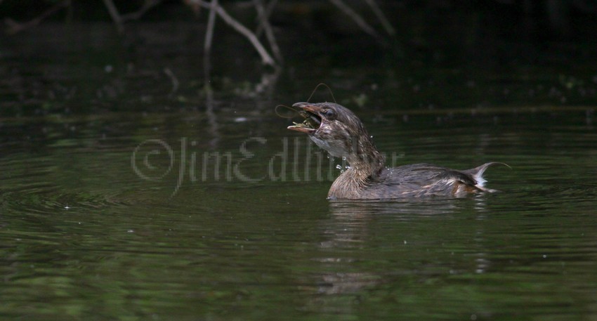 Pied-billed Grebe juv. eating a crayfish