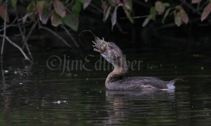 Grebe eating a crayfish