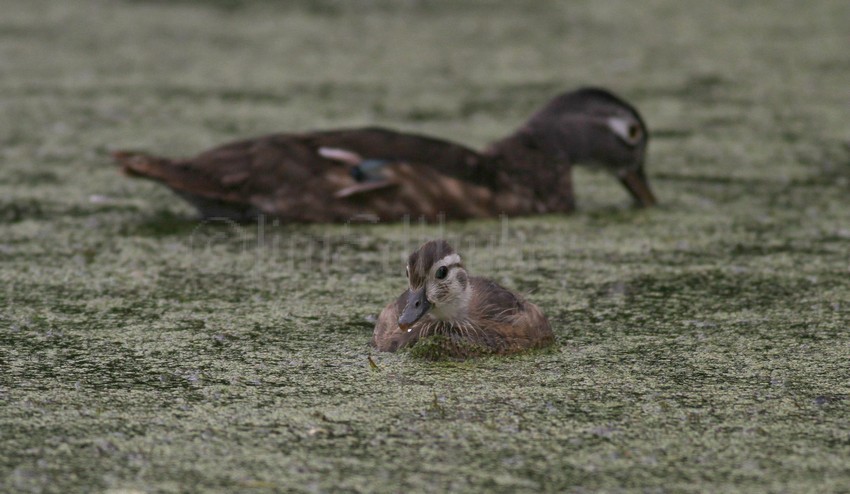 Wood Ducks, adult female with young