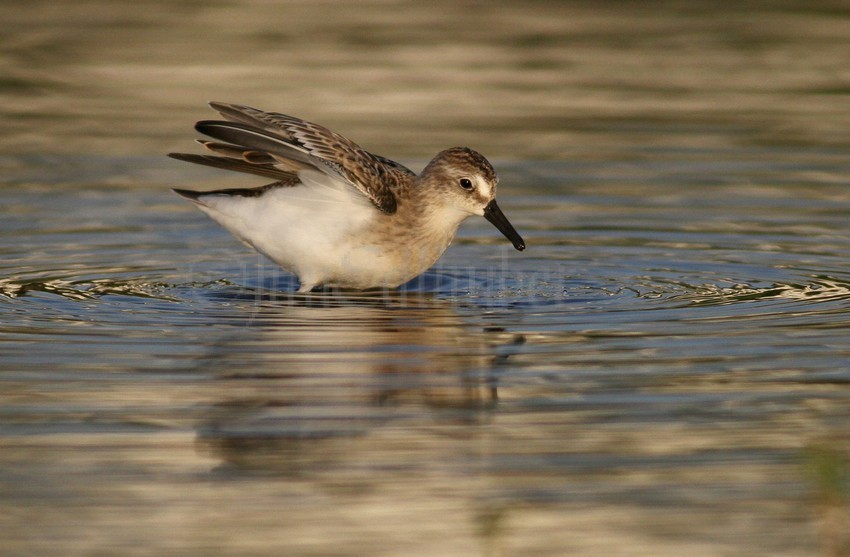 Semipalmated Sandpiper