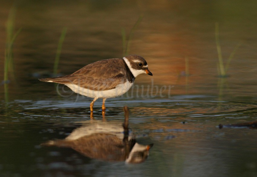 Semipalmated Plover