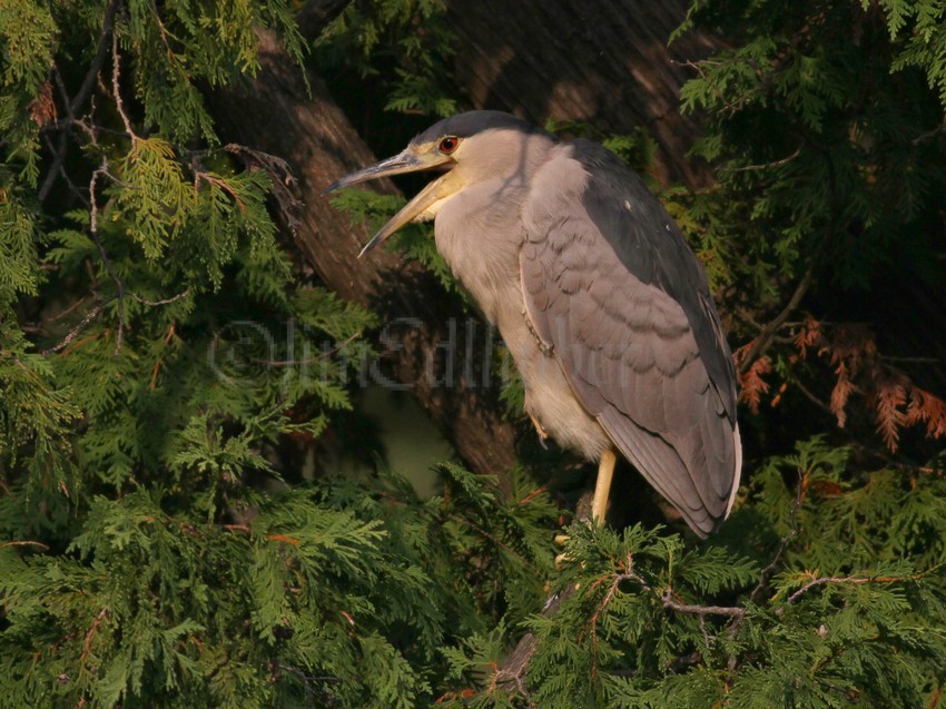 Black-crowned Night Heron, adult