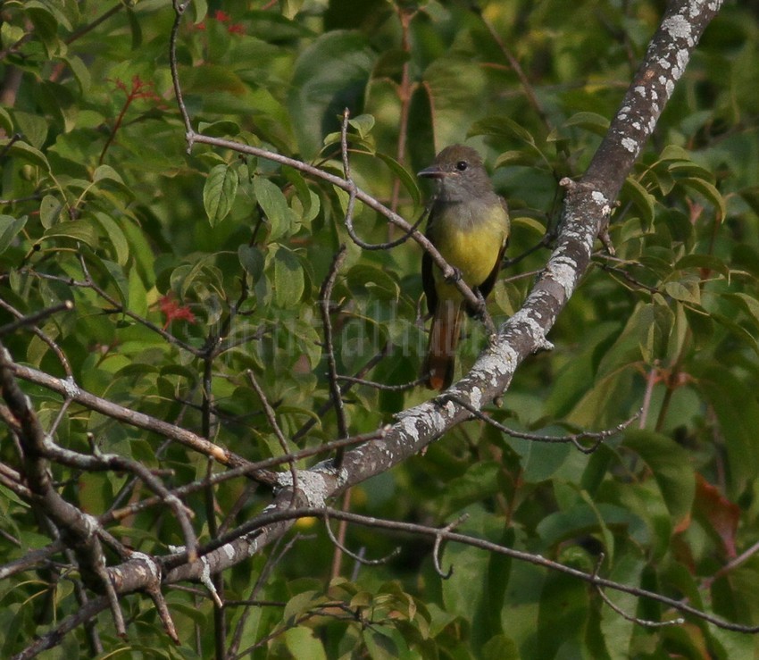 Great Crested Flycatcher