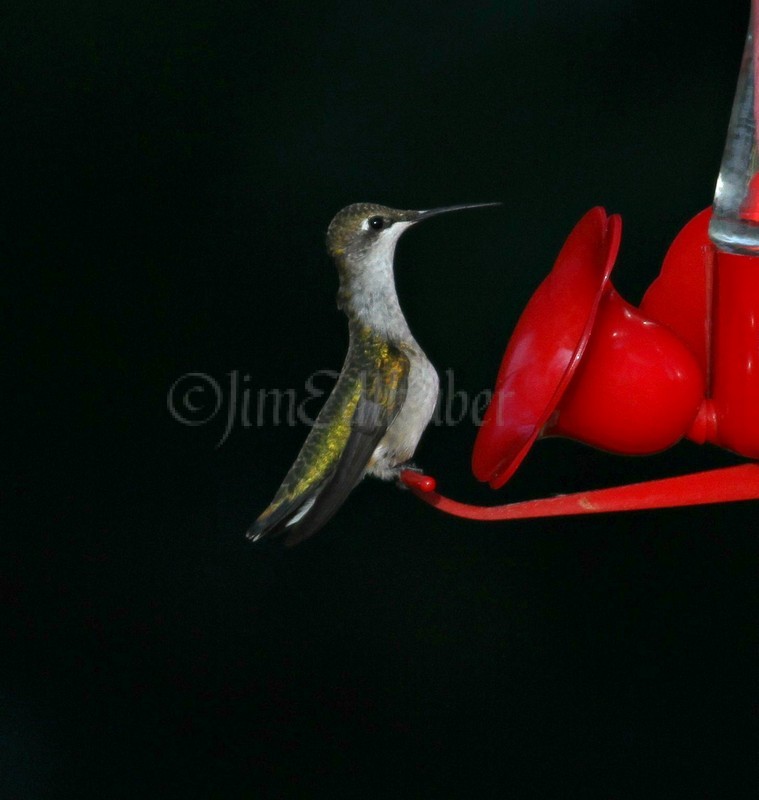 Ruby-throated Hummingbird