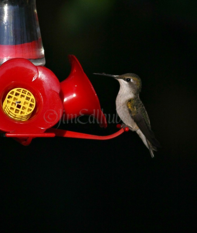 Ruby-throated Hummingbird