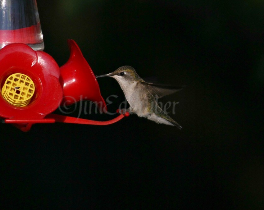 Ruby-throated Hummingbird