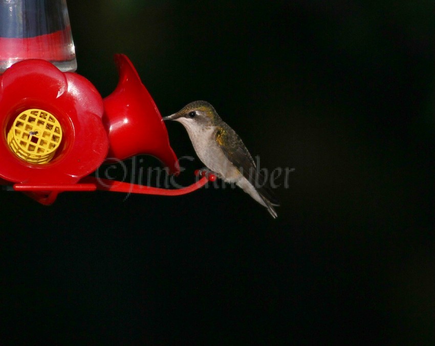 Ruby-throated Hummingbird