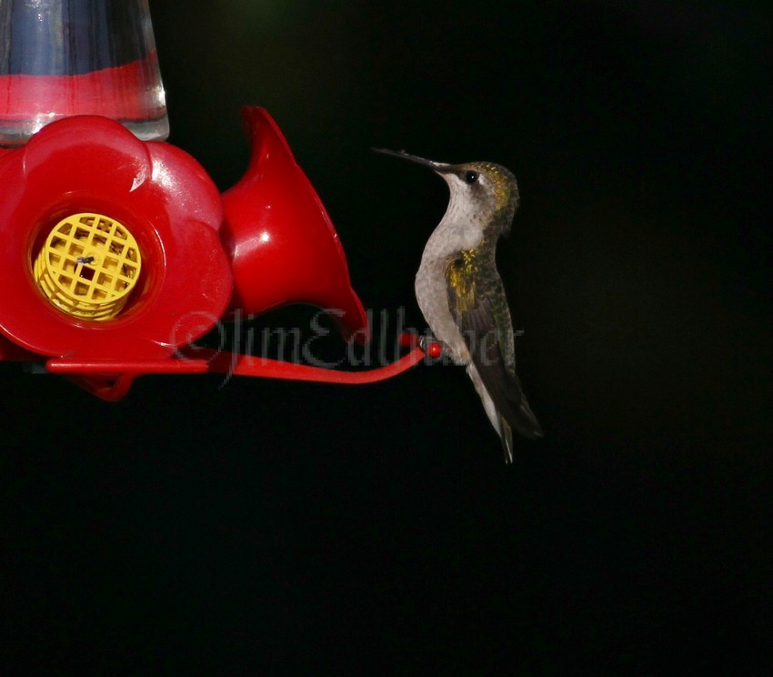 Ruby-throated Hummingbird