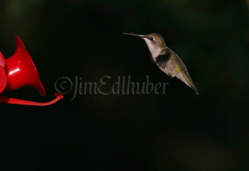 Ruby-throated Hummingbird