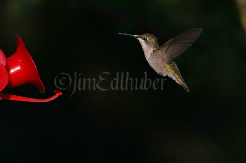 Ruby-throated Hummingbird