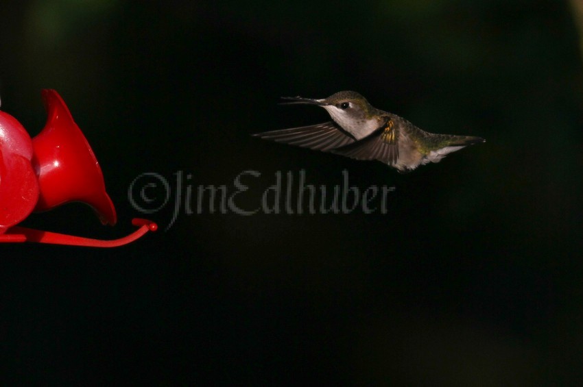 Ruby-throated Hummingbird