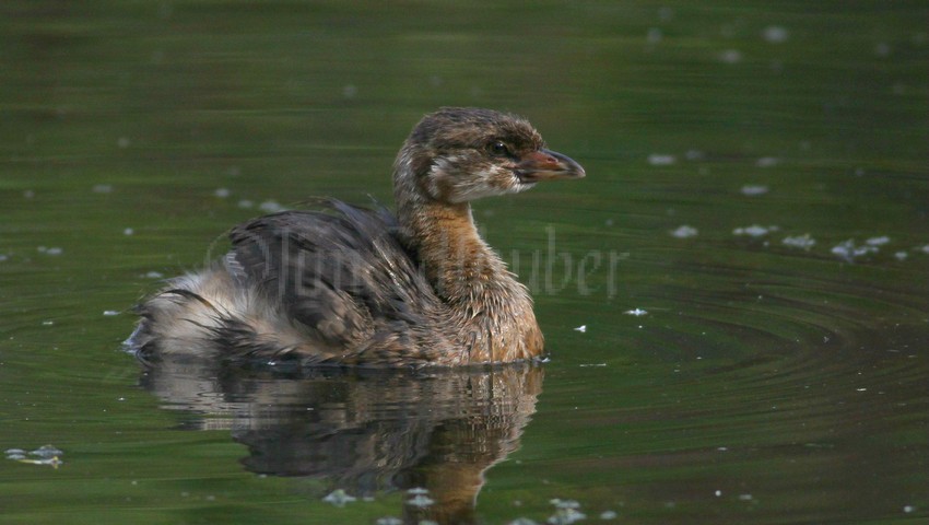 Pied-billed Grebe, juv