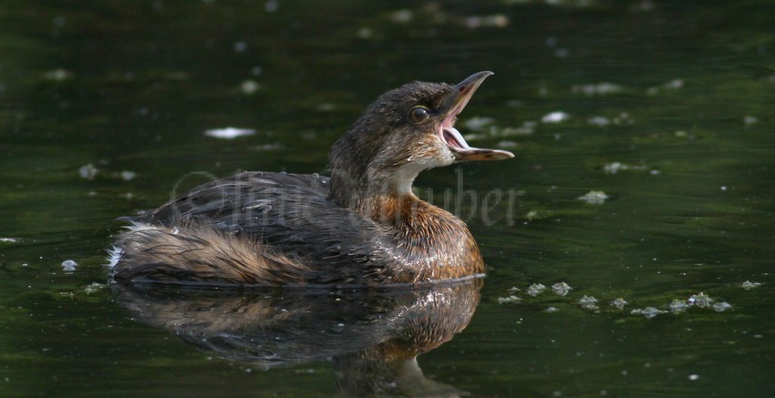 Pied-billed Grebe, adult, the yawn!