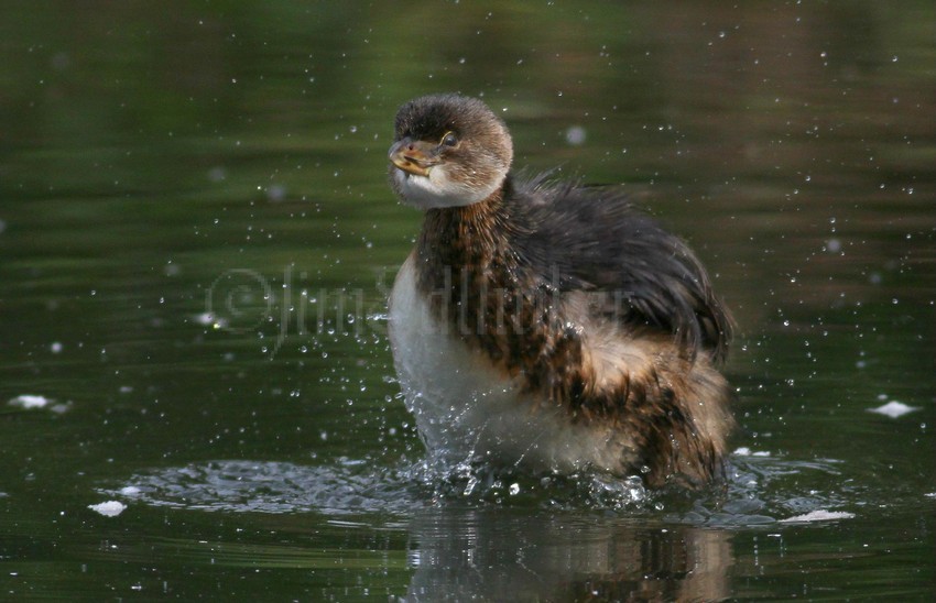 Pied-billed Grebe, juv shaking off!