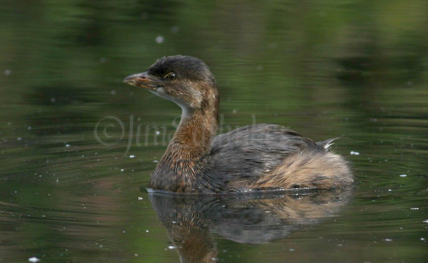 Pied-billed Grebe, adult