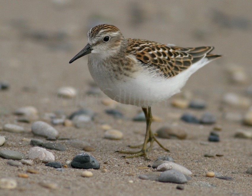 Least Sandpiper Grant Park South Milwaukee August 21, 2015