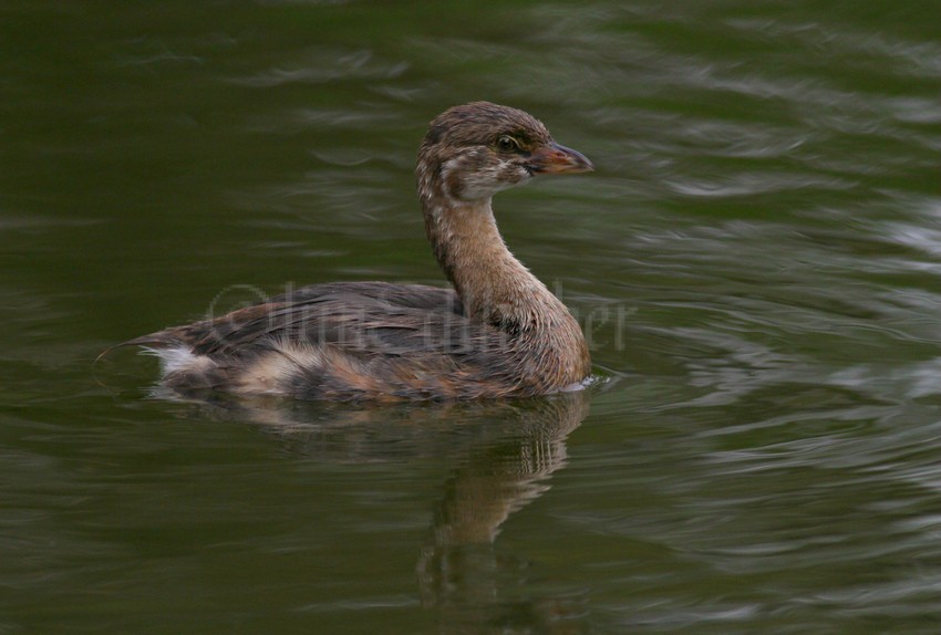 Pied-billed Grebe juvenile