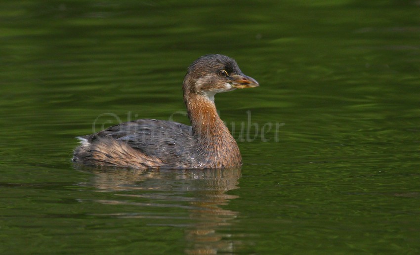 Pied-billed Grebe adult