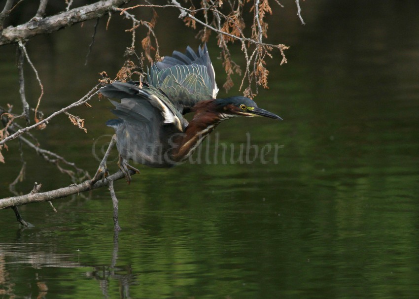 Green Heron at takeoff