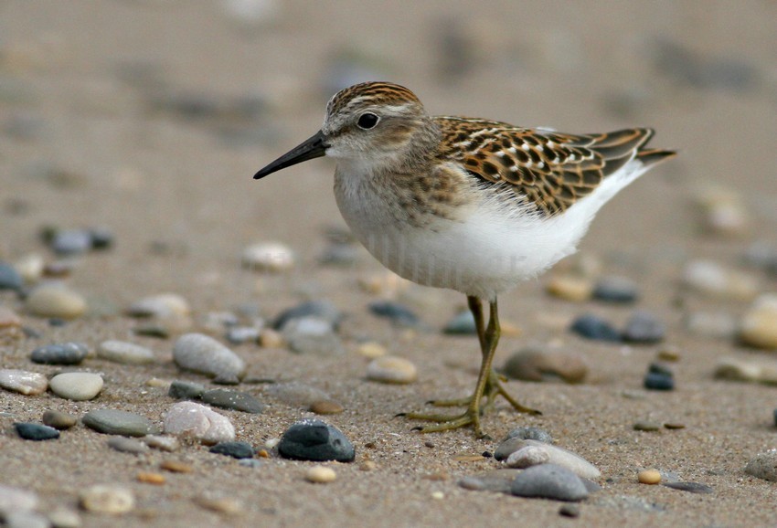 Least Sandpiper Grant Park South Milwaukee August 21, 2015