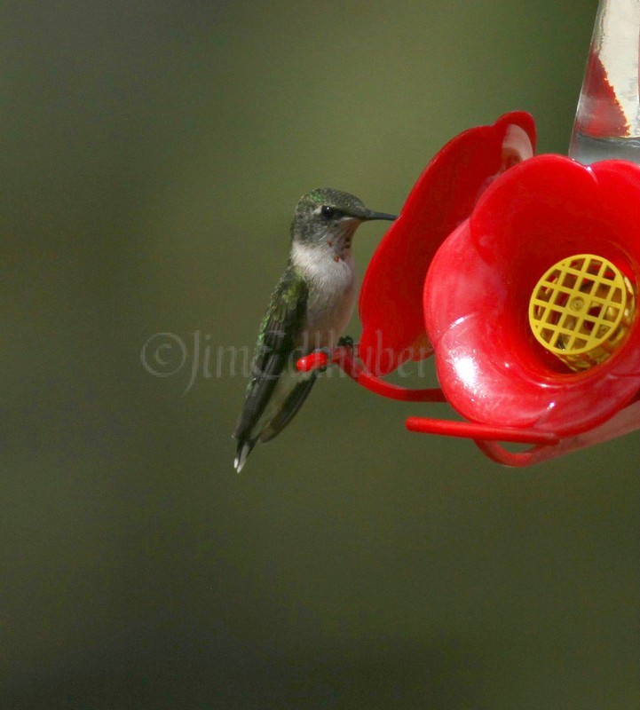 Ruby-throated Hummingbird